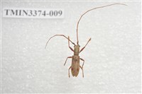 藏品(五星白天牛)的圖片